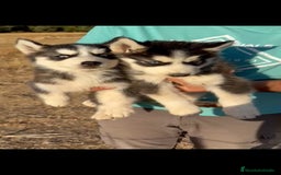 Husky Siberiano perros en venta: Cachorros de husky  - Imagen 1