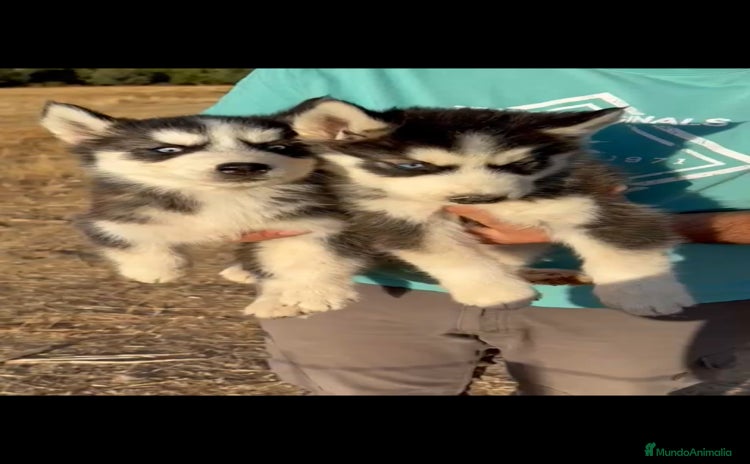 Husky Siberiano perros en venta - Anuncio 1