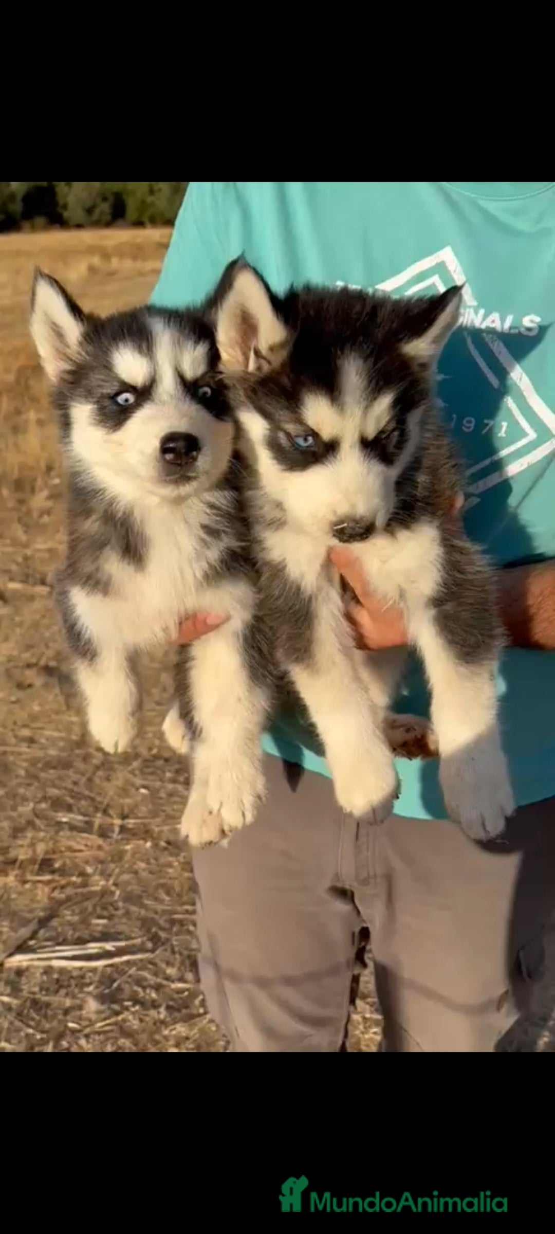 Husky Siberiano perros en venta: Cachorros de husky  - Imagen 1