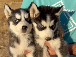 Husky Siberiano perros - Anuncio 7