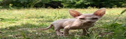 Sphynx gatos en venta: Gatito macho sphynx  - Anuncio 1