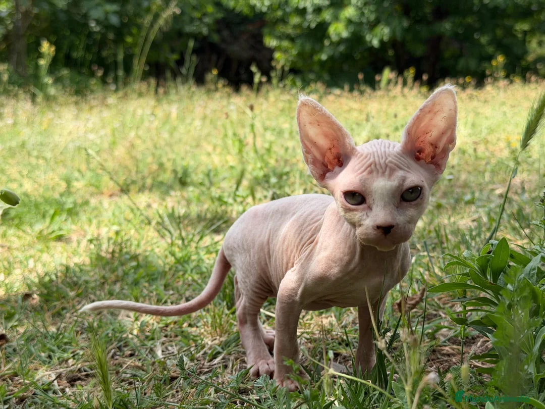 Sphynx gatos en venta: Gatito macho sphynx  - Anuncio 1