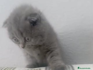 Scottish Fold gatos en Sevilla - Anuncio 25