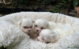 Bichón Maltés perros en venta: BICHON MALTES EXCLUSIVOS - Imagen 1