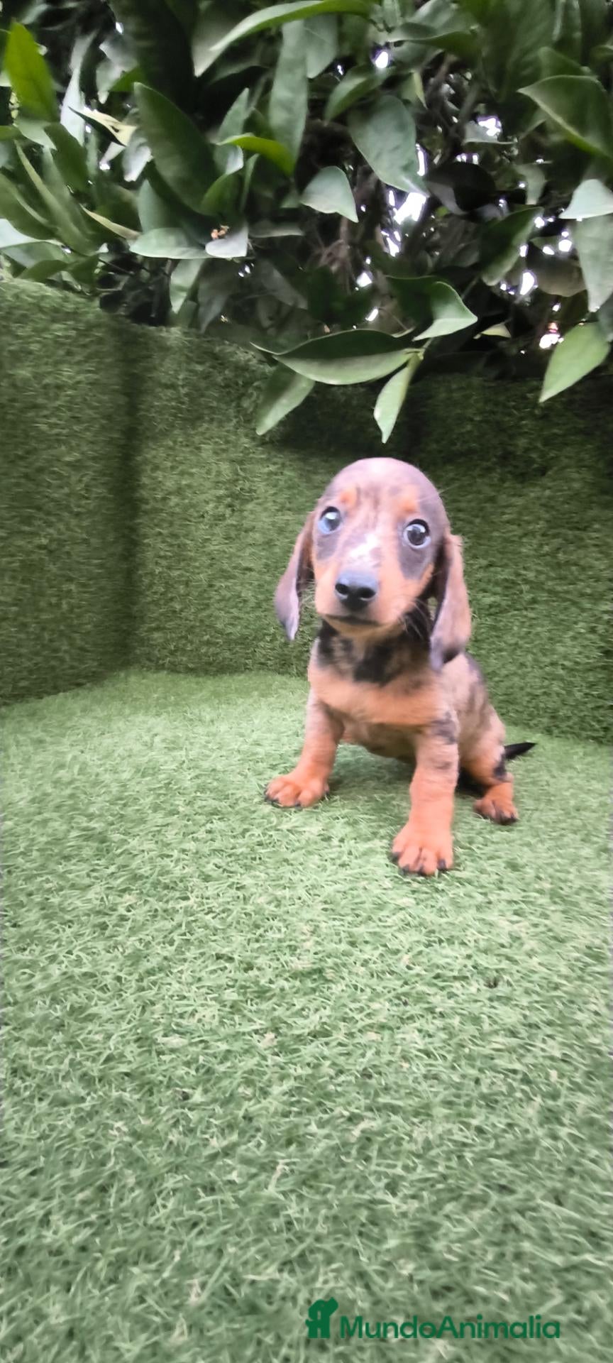 Teckel Miniatura perros teckel miniatura varios colores  - Anuncio 3