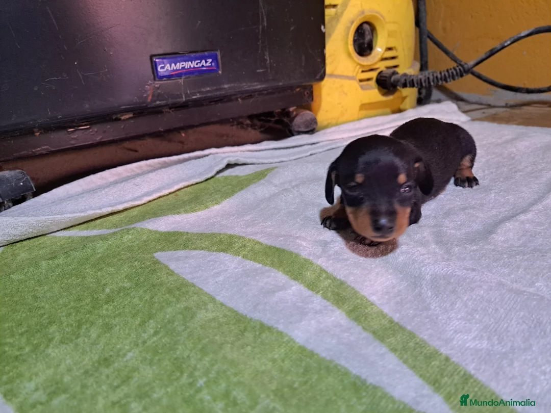 Imagen de galería {{count}}