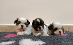 Shih Tzu perros en venta: EXCELENTES CACHORROS - Imagen 5