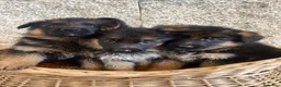 Pastor Alemán perros en venta: Espectacular cachorro de pastor alemán  - Anuncio 6