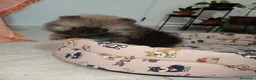 Pomerania perros en venta: Cachorritos de Pomerania Toy - Anuncio 5