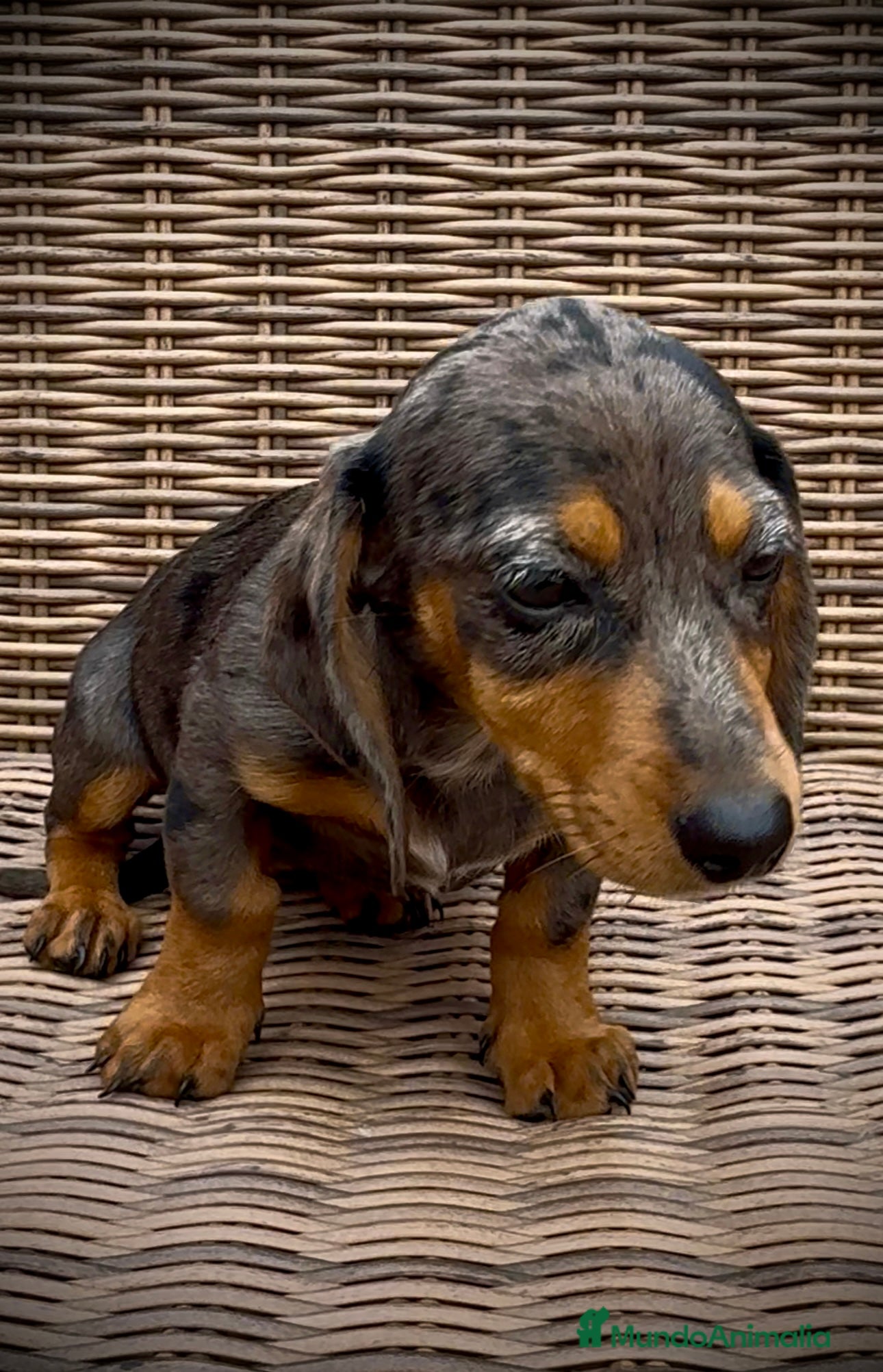 Teckel Miniatura perros Teckel Arlequín Plata en Illes Balears - Anuncio 2