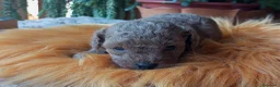 Caniche Toy perros en venta: Preciso caniche macho toy - Anuncio 1
