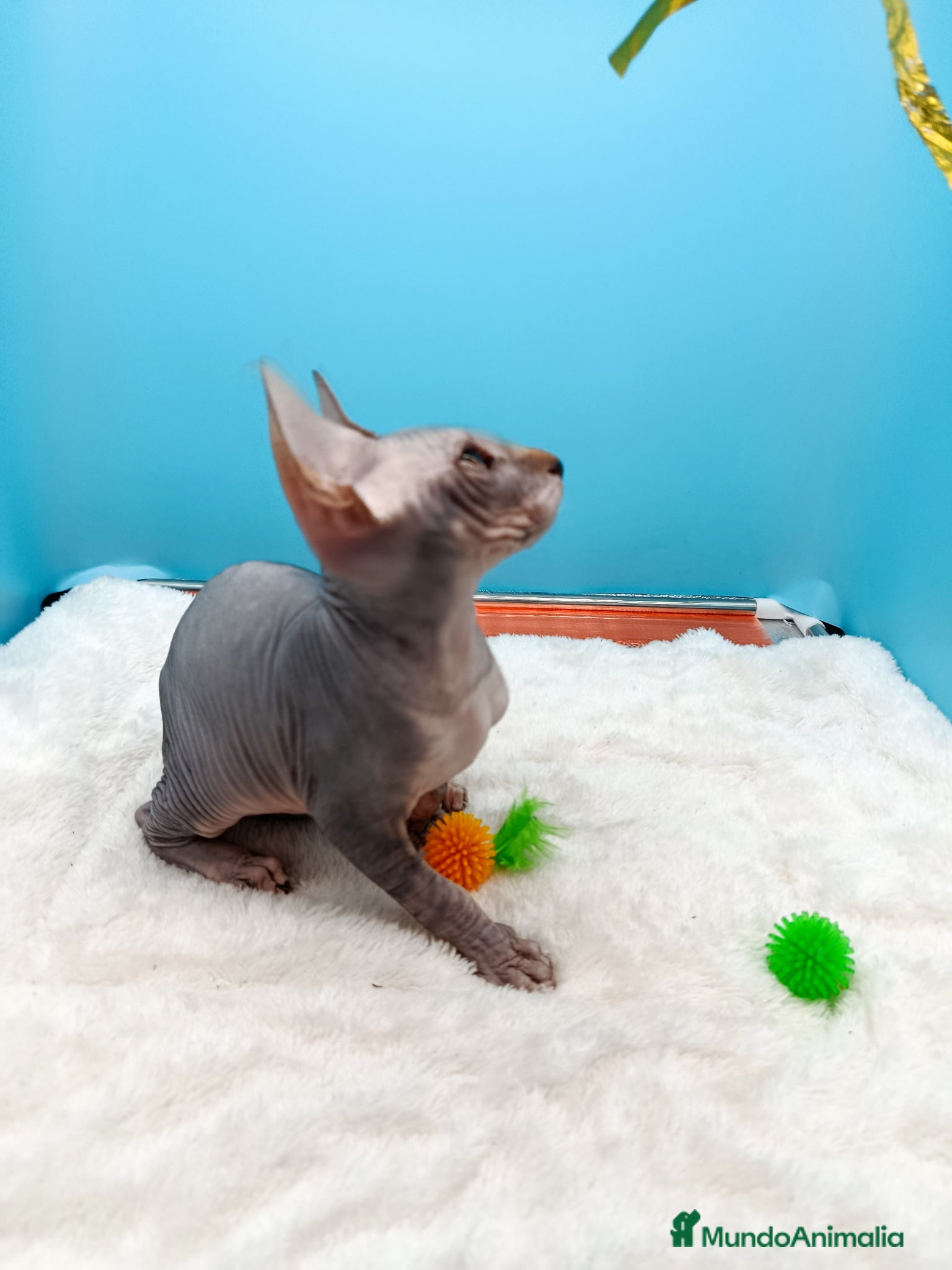 Sphynx gatos en venta: Parejita de Sphynx  - Anuncio 12