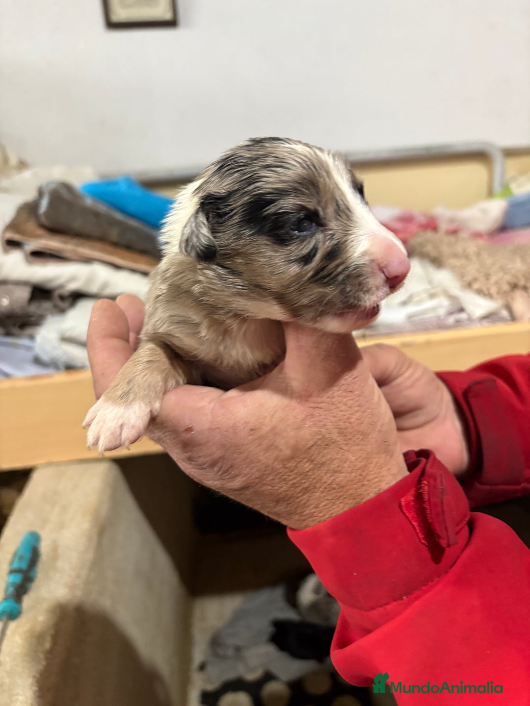Border Collie perros en venta: Cachorros border collie machos y hembras varios  - Anuncio 8
