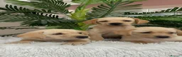 Labrador Retriever perros en venta: LABRADOR RETRIEVER - Anuncio 14