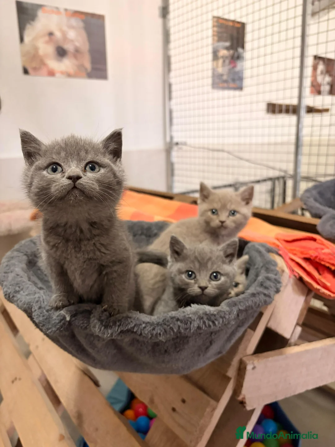 Británico de Pelo Corto Azul gatos en venta: Brithis shorthair - Anuncio 2