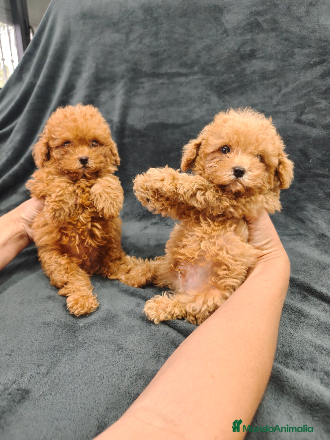 Caniche Toy perros en venta: Caniche Toy  - Imagen 2