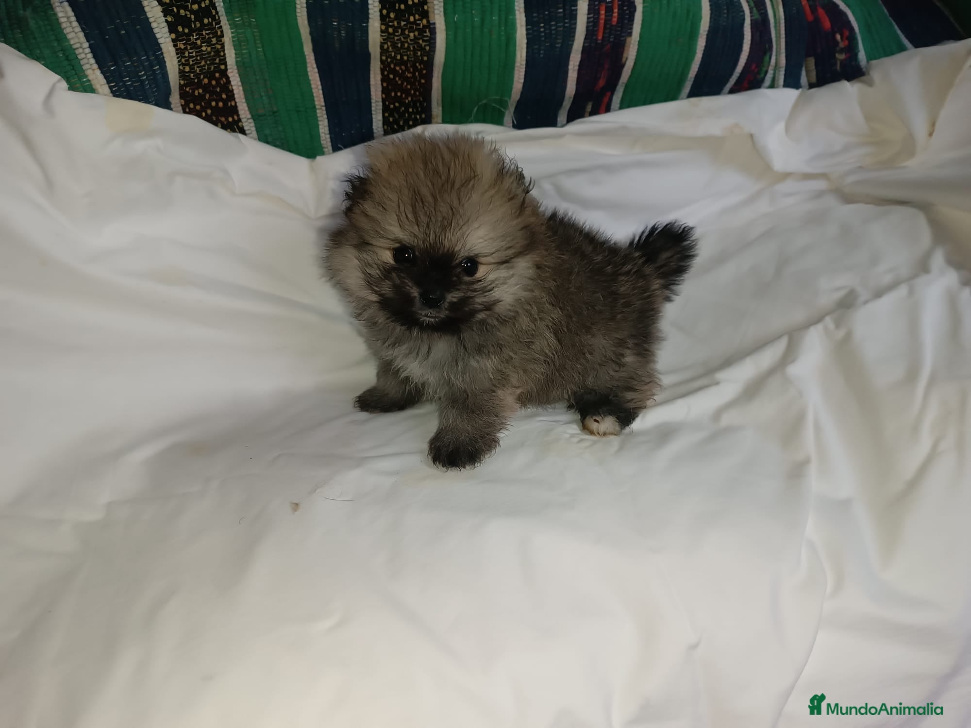 Pomerania perros MACHITO LINDO POMERANIA - Anuncio 1