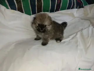 Pomerania perros MACHITO LINDO POMERANIA - Anuncio 1