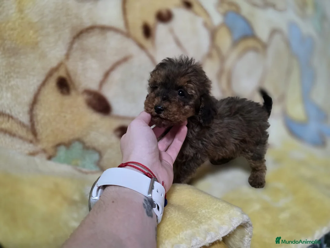 Caniche Toy perros en venta: Cachorrita Caniche toy rojo sable - Anuncio 1