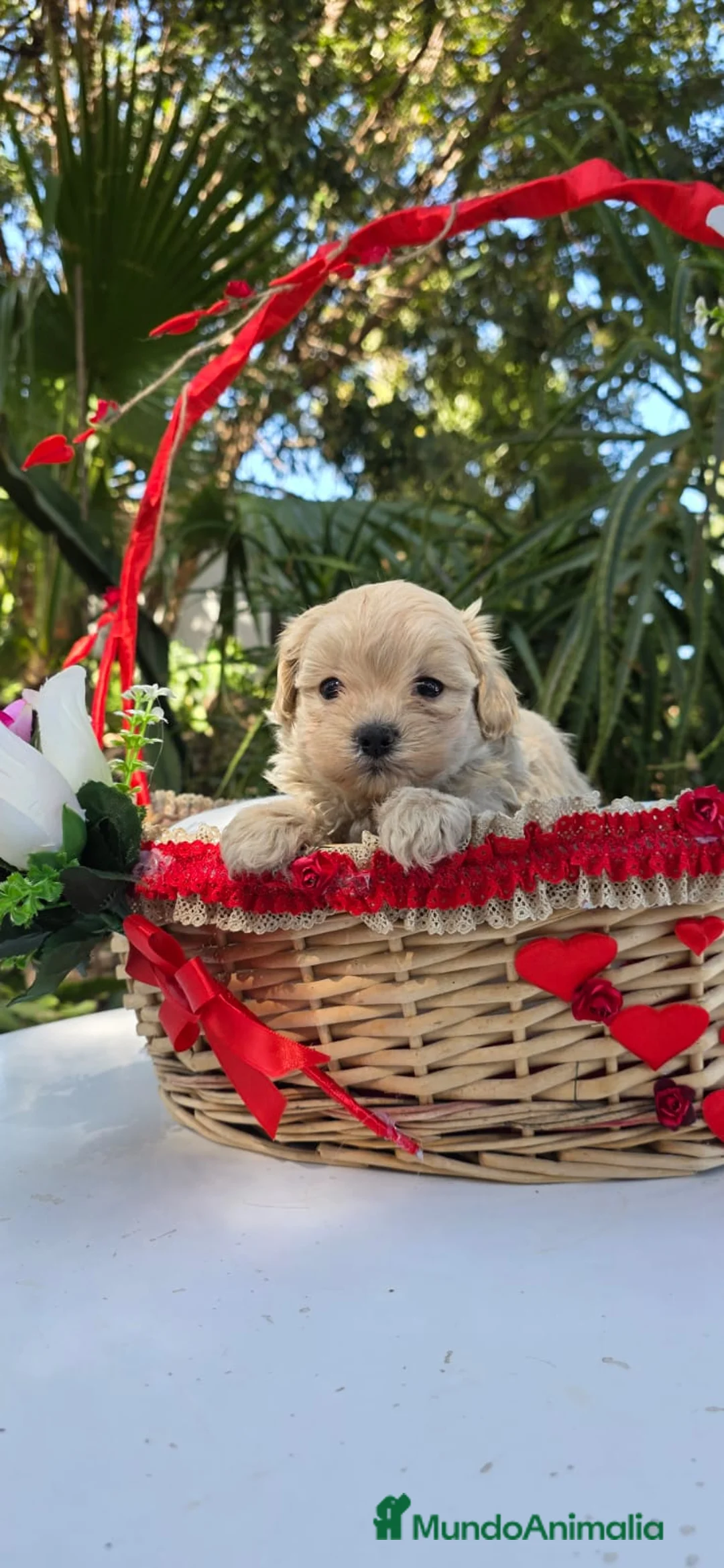 Maltipoo perros en venta: Maltipoo macho toy - Anuncio 1