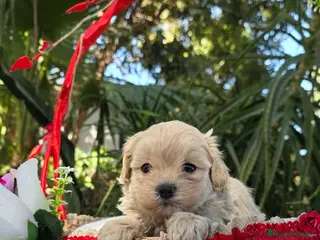 Maltipoo perros Maltipoo macho toy - Anuncio 6