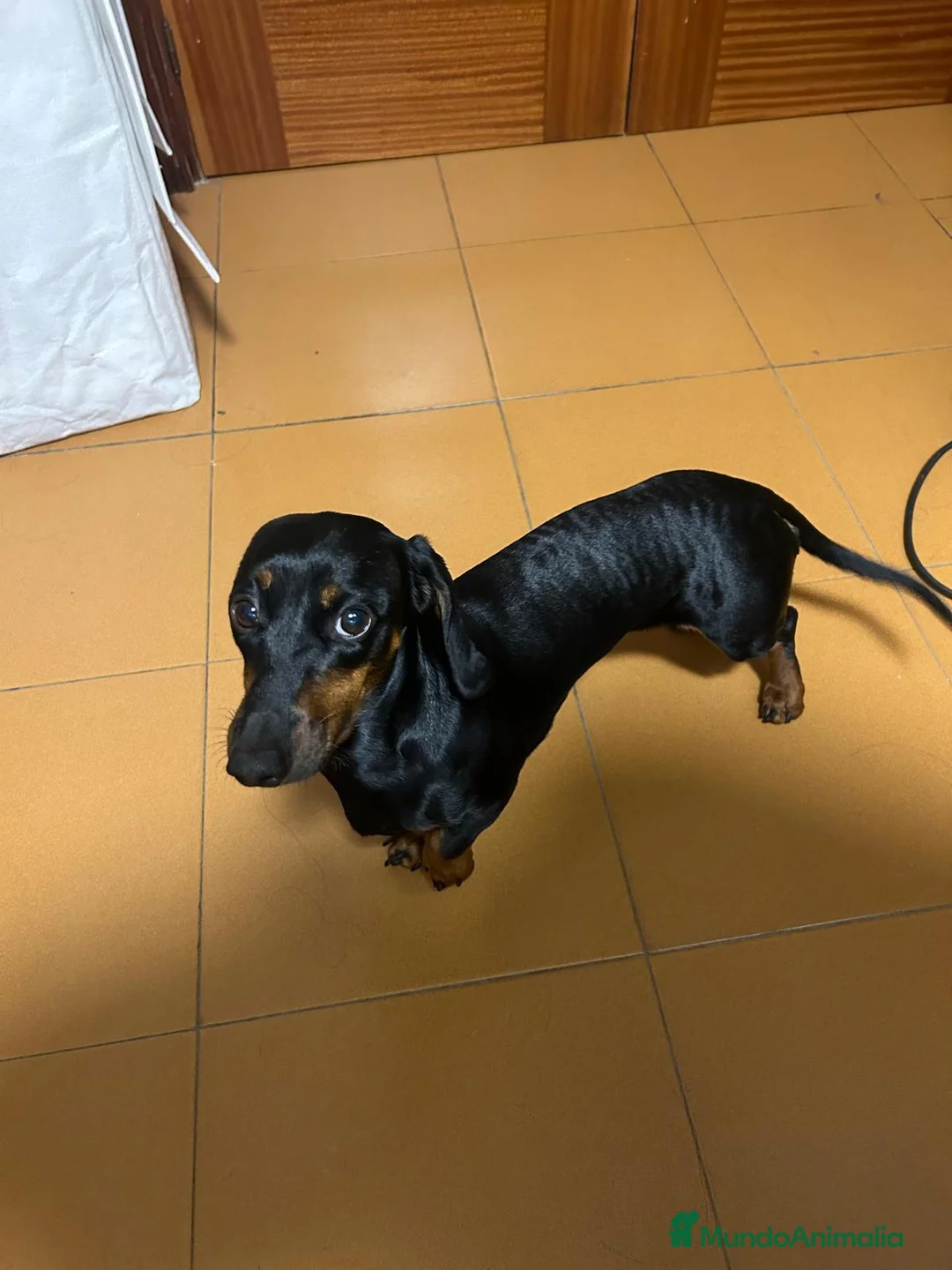 Teckel Miniatura perros en adopcion: Adopción de Akira  en Madrid - Anuncio 3