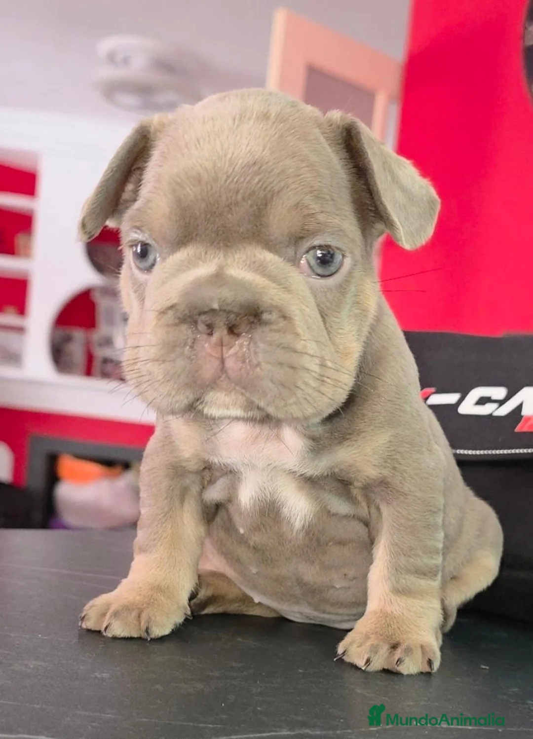 Bulldog Francés perros en venta: Bulldog Frenchis fluffys  - Anuncio 6