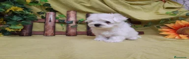 Bichón Maltés Cachorro 5