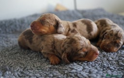 Teckel Miniatura perros en venta: 🐾 Kodat, Byron y Curry – Teckel miniatura 🐾 - Imagen 12