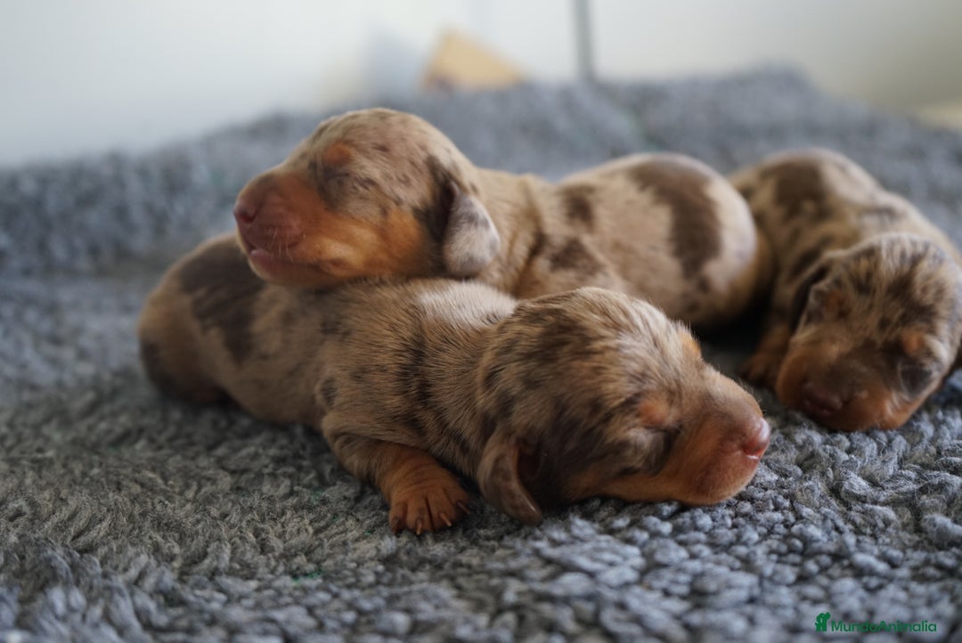 Teckel Miniatura perros en venta: 🐾 Kodat, Byron y Curry – Teckel miniatura 🐾 - Imagen 12
