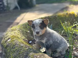 Boyero de Australia perros 🐾🐾🐾 Australian Cattle Dog 🐾🐾🐾 - Anuncio 2
