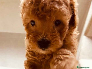 Caniche Enano perros en Barcelona - Anuncio 1