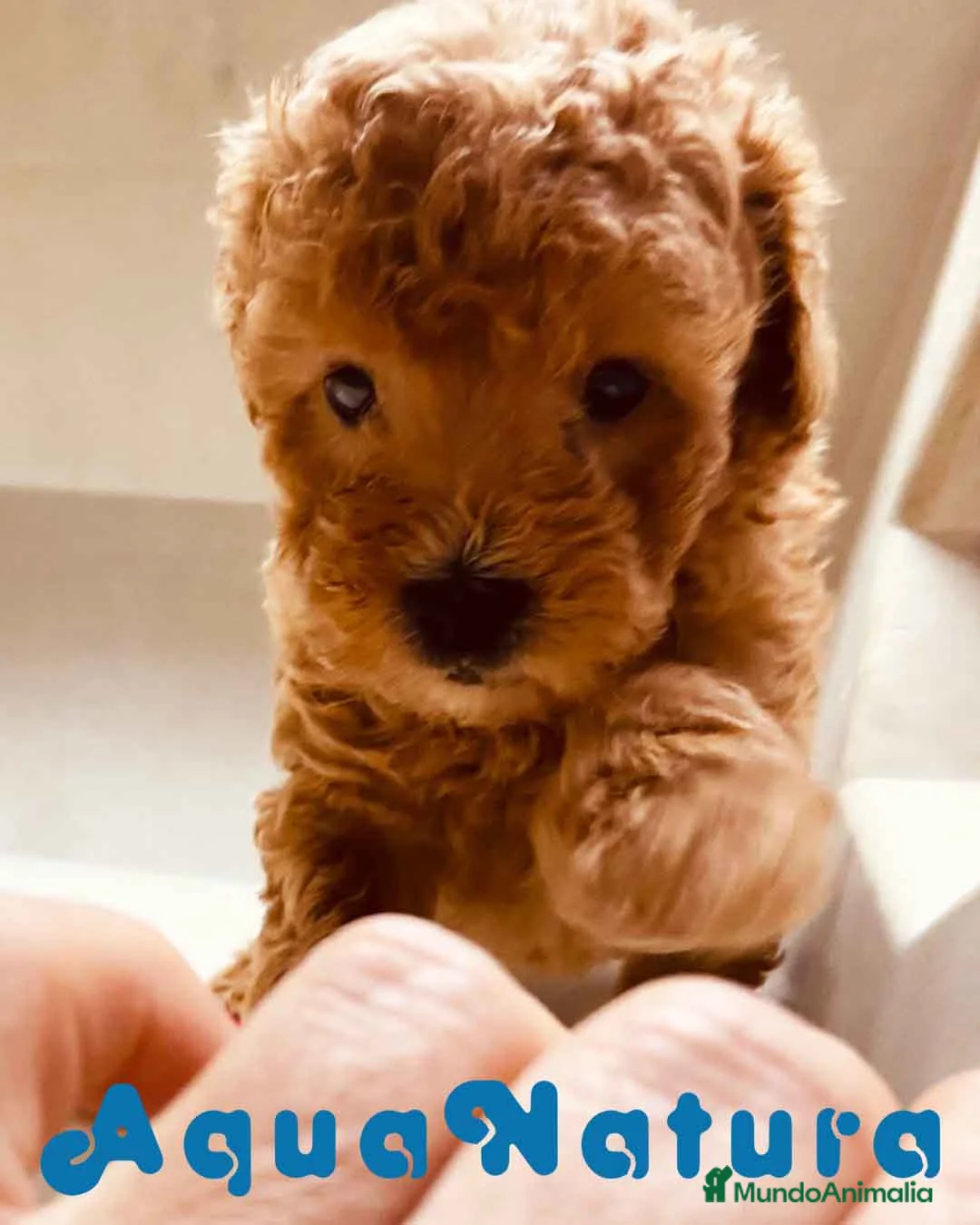 Caniche Enano perros en venta: Caniche Macho de Estela 4423 AQUANATURA en Barcelona - Anuncio 1