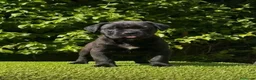 Cane Corso perros en venta: Impresionantes cane corsos maxima calidad - Anuncio 7