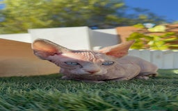 Sphynx gatos en venta: GATITAS SPHYNX - Anuncio 20