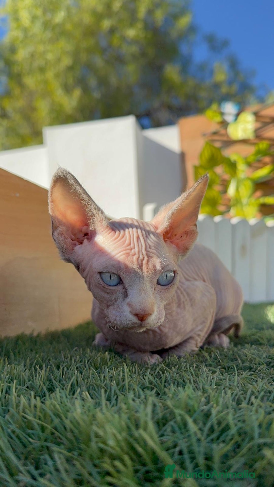 Sphynx gatos en venta: GATITAS SPHYNX - Anuncio 20