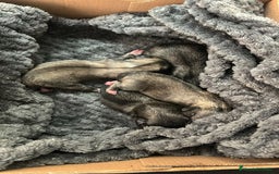Shih Tzu perros en venta: Nueva camada SHIH TZU - Imagen 3