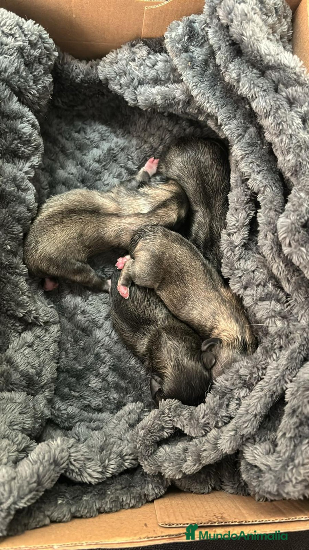 Shih Tzu perros en venta: Nueva camada SHIH TZU - Imagen 3