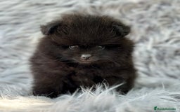 Pomerania perros en venta: POMERANIA LULU TOY - Imagen 2