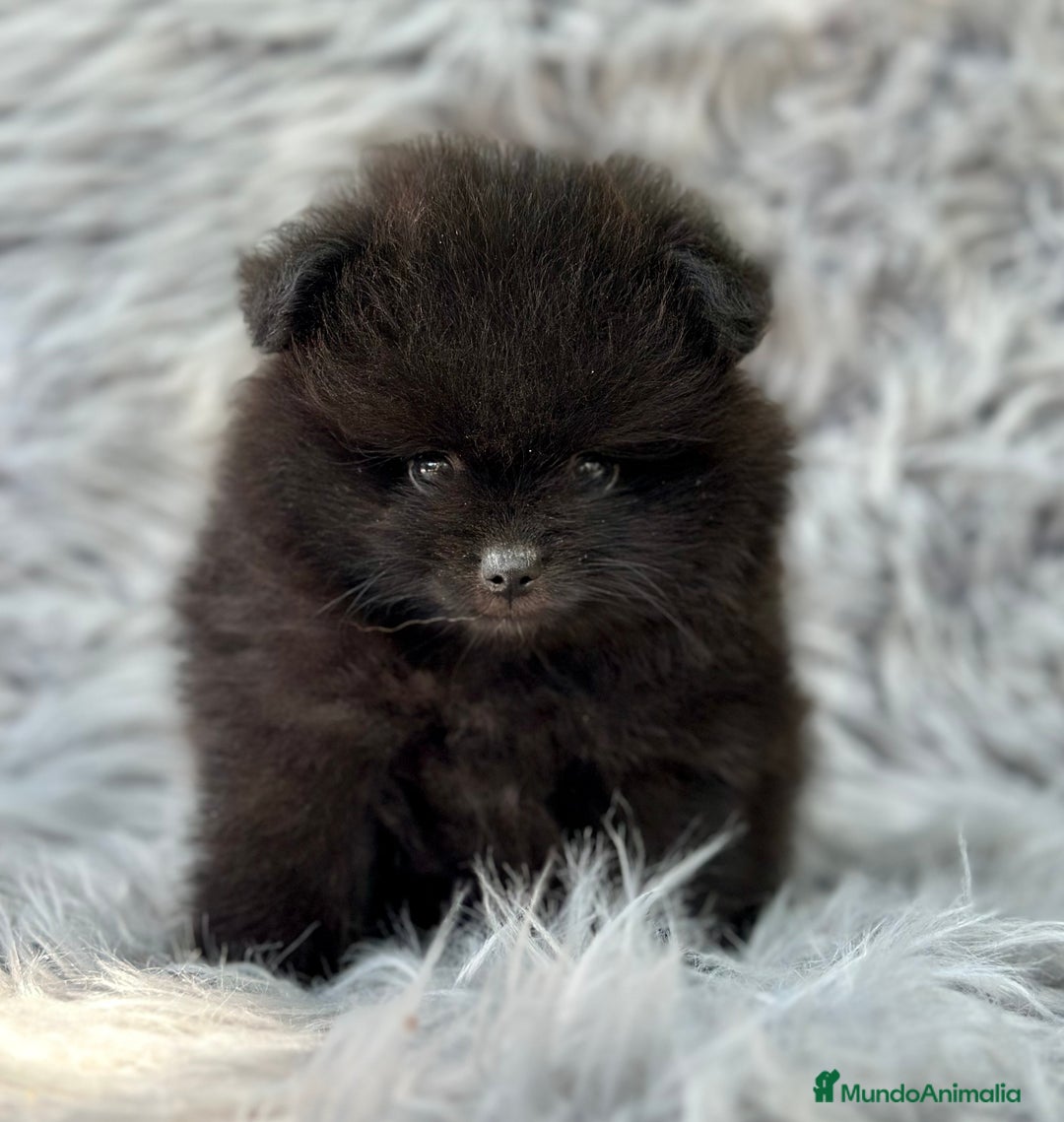 Pomerania perros en venta: POMERANIA LULU TOY - Imagen 2