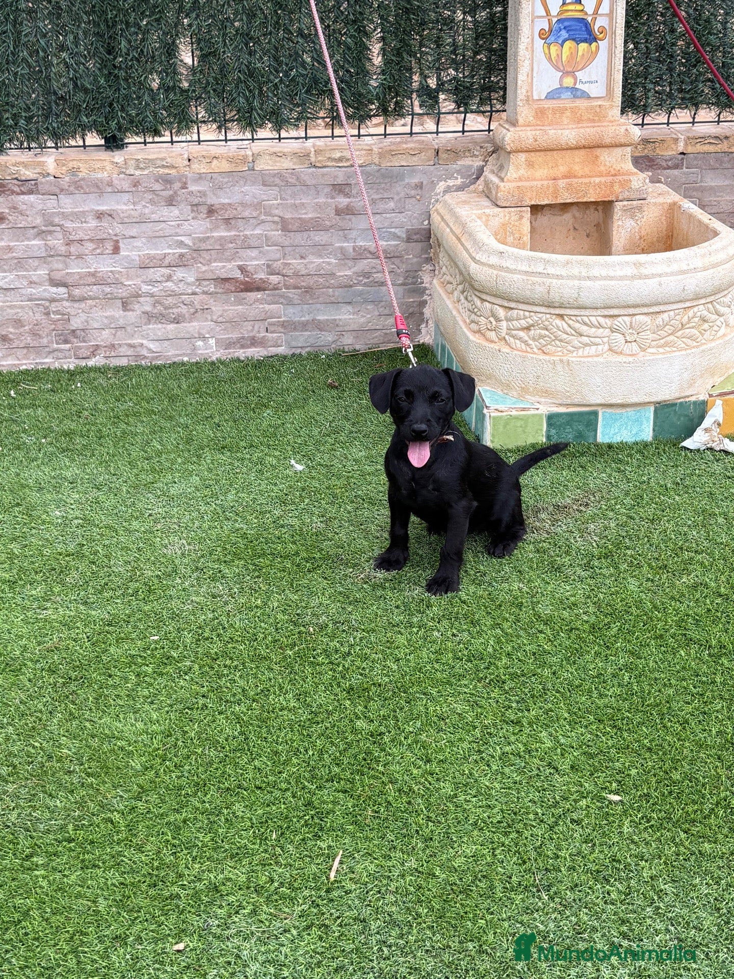 Jack Russell Terrier perros Cachorra parterdale - Anuncio 1