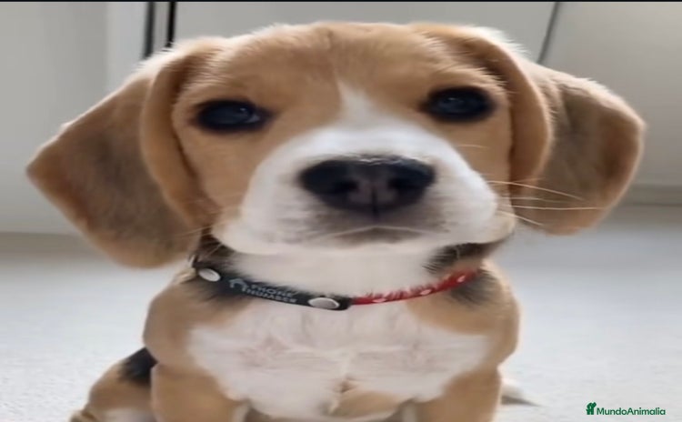 Beagle perros - Anuncio 12