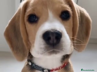 Beagle perros - Anuncio 1