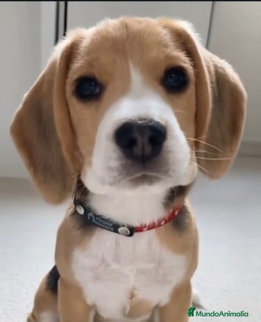 Beagle perros - Anuncio 1