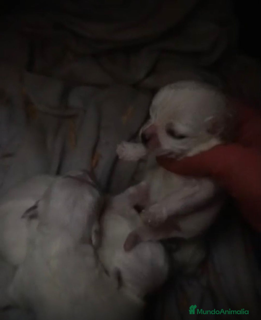 Bichón Maltés perros en venta: Bichon maltés toy - Anuncio 4