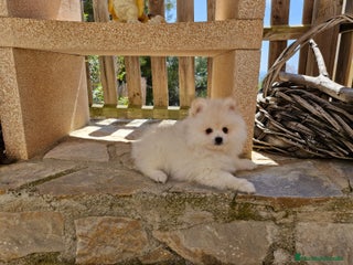 Pomerania perros en Barcelona - Anuncio 24