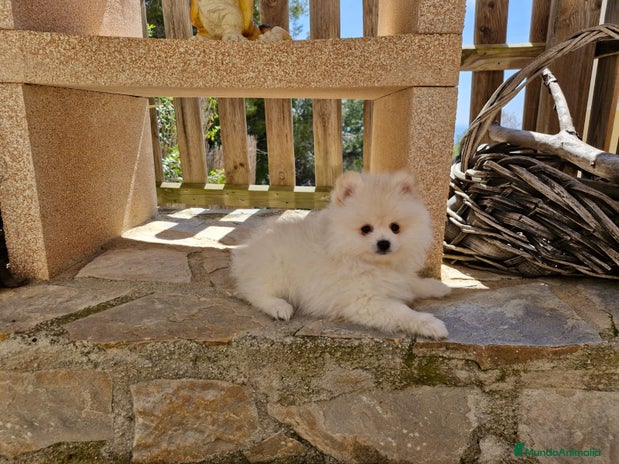 Pomerania perros en Barcelona - Anuncio 10