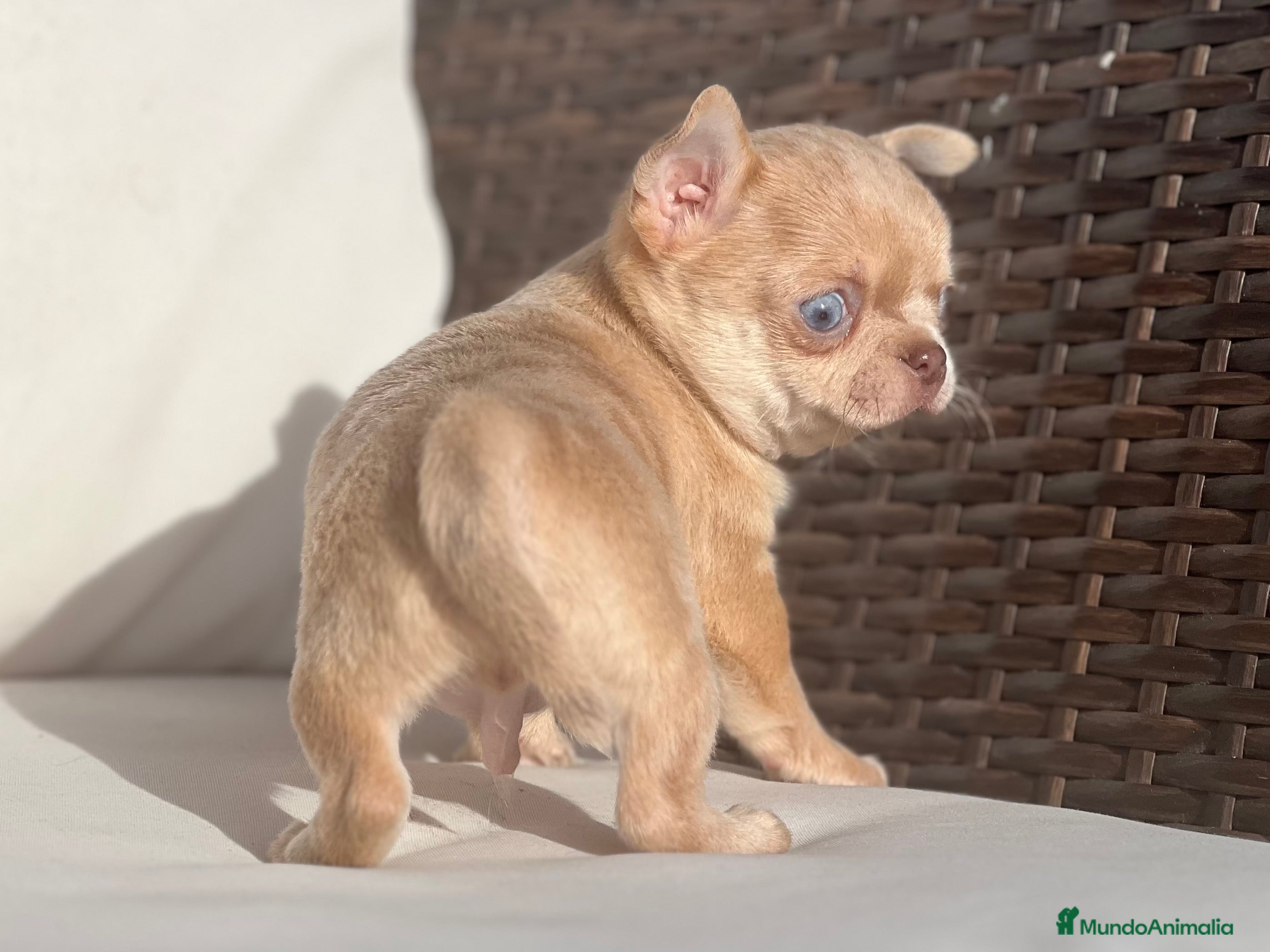 Chihuahua perros CHIHUAHUA MERLE DORADO LÍNEA RUSA CABEZA DE MANZAN - Anuncio 1