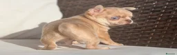 Chihuahua perros en venta: CHIHUAHUA MERLE DORADO LÍNEA RUSA CABEZA DE MANZAN - Anuncio 1