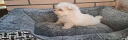 Bichón Maltés perros en venta: Cachorrito Bichon Maltes Toy  - Anuncio 3